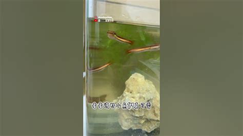 養魚虎